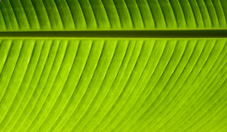 background of a palm leafの写真素材