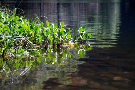 beautiful nature of SÃ¶derÃ¥sen National Park, Skane, Swedenの写真素材