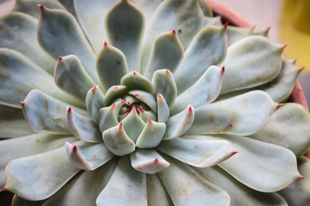 agave plantの写真素材