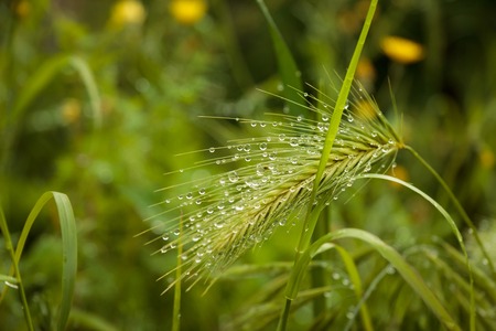 rain drops on ear plantの写真素材