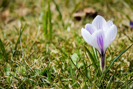 crocus - one of the first spring flowersの写真素材