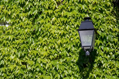 wall decorated with Wild Vineの写真素材