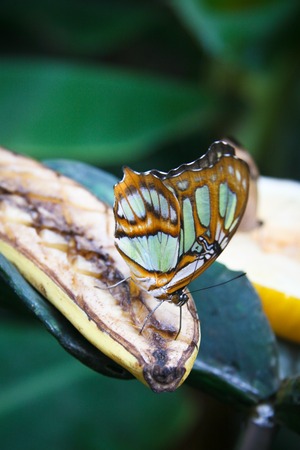 Close-up  of Malachite (Siproeta stelenes) butterflyの写真素材