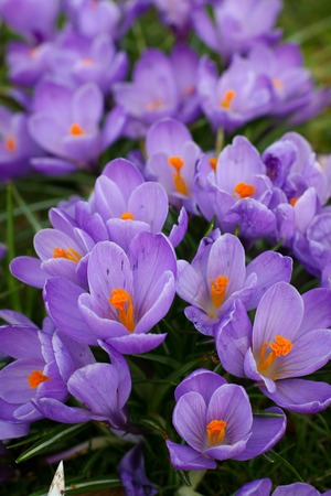 crocus - one of the first spring flowersの写真素材