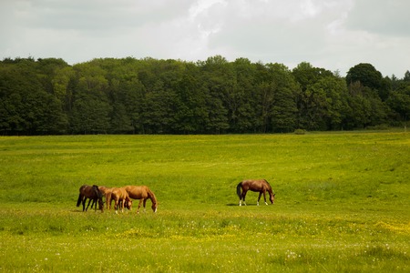 horses in a meadowの写真素材
