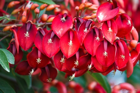 Erythrina crista-galliの写真素材