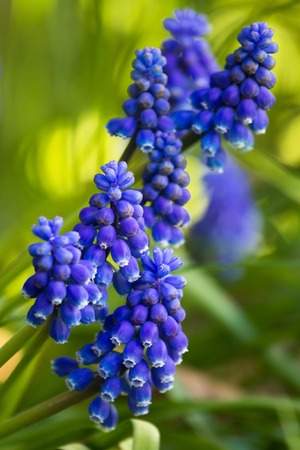 Muscari  - one of the first springs flowersの写真素材