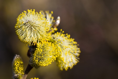 Yellow willow flowers on the branch in spring forest.の写真素材