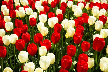 tulips in Keukenhof parkの写真素材