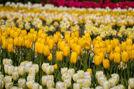 tulips in Keukenhof parkの写真素材