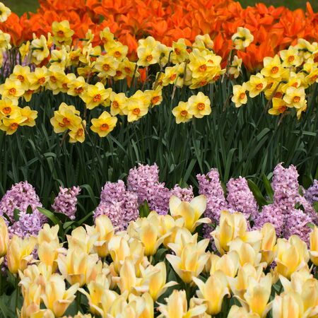 fields of tulips in Keukenhof park in Netherlands