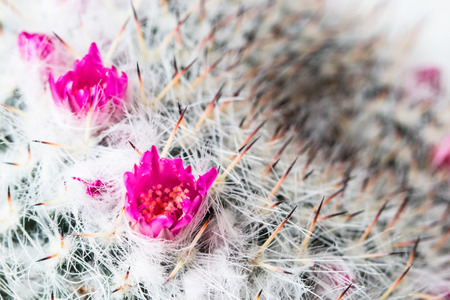cactus flowerの写真素材