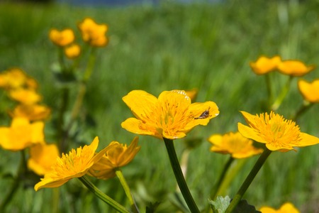 Alpine meadow with yellow flowers and green grass with Alp Mountains on the backgroundの写真素材