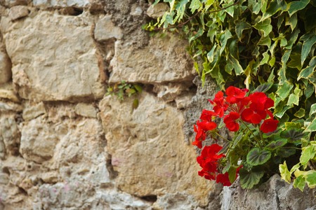 red geranium flower on an old ancient brick wallの写真素材