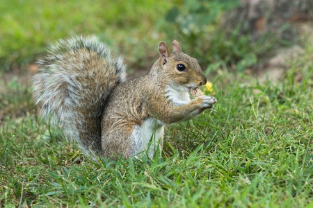 squirrel in  park in New Haven, USAの写真素材