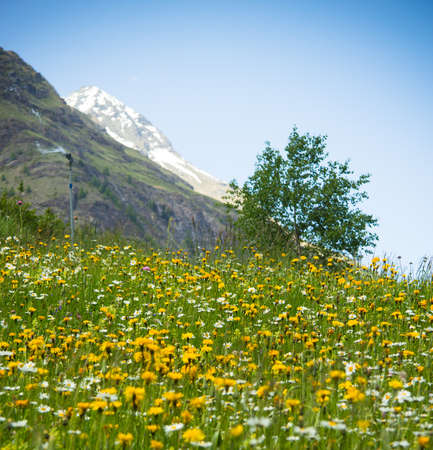 beautiful flowerd meadow in a valley of Swiss Alps
