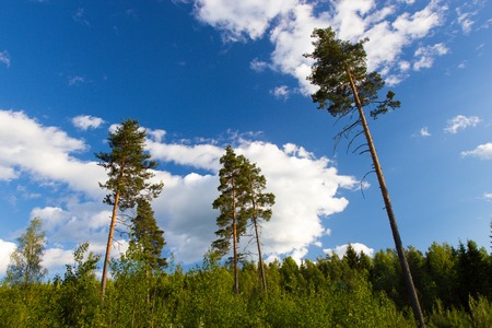 sky over the forest in province of Scania, Swedenの写真素材