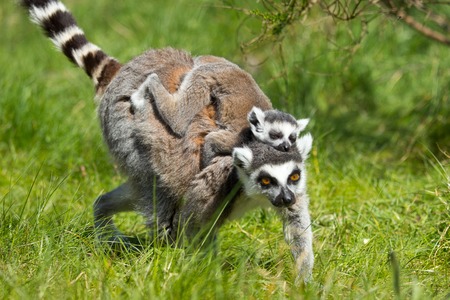 portrait of a cute lemur in a zoo