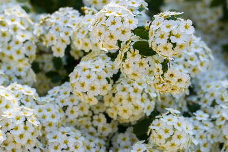 Background of little white spring blooming flowers bush