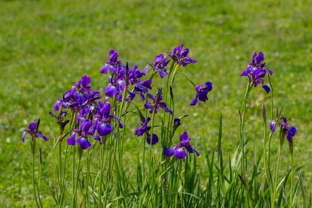 Beautiful iris flowers in a botanical garden