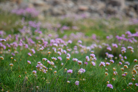 Pink sea thrift flowers on a scandinavian meadow