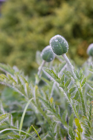Wild large Poppy buds after rain in a countryside garden, Springtimeの写真素材
