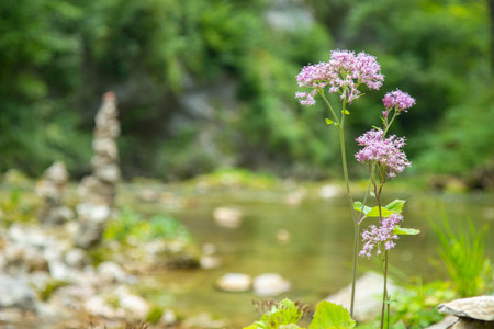 Close up of beautiful pink alpine flowers against  vintgar gorge, Julian Alps, Slovenia