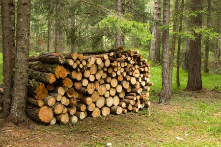 Pile of wood freshly cut in a Forest, Italy