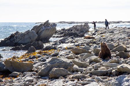 point Kean seal colony, Kaikoura, South island, New Zealandの写真素材