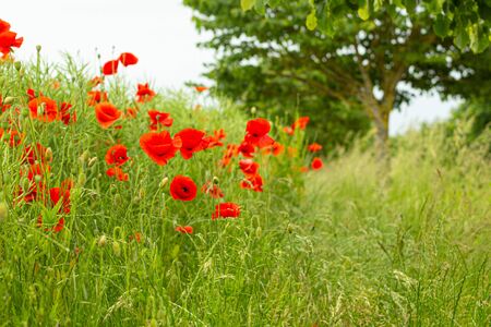Field with wild red poppies flowers, danish countrysideの写真素材