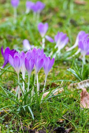 Crocuses - an early spring flowers growing in a parkの写真素材