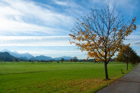 Beautiful fields and meadows of Bavarian Alps, Germanyの写真素材