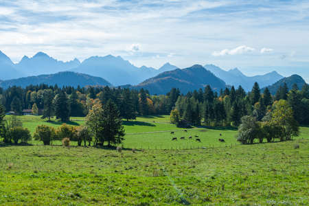 Beautiful fields and meadows of Bavarian Alps, Germanyの写真素材