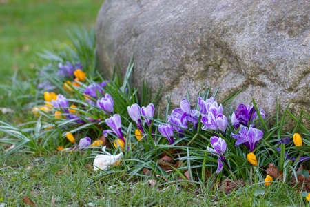 Beautiful Crocuses, one of the first spring flowers.