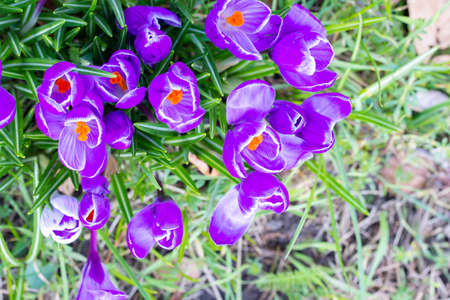 Beautiful Crocuses, one of the first spring flowers.の写真素材