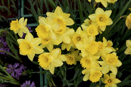 Close up of yellow narcissusの写真素材