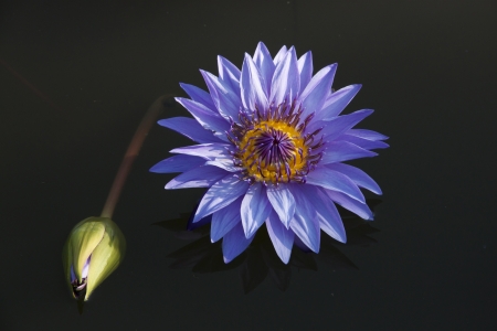 purple lotus in poolの写真素材