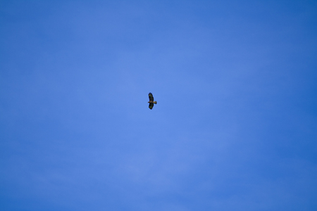 Majestic Buzzard looks for his prey from the sky