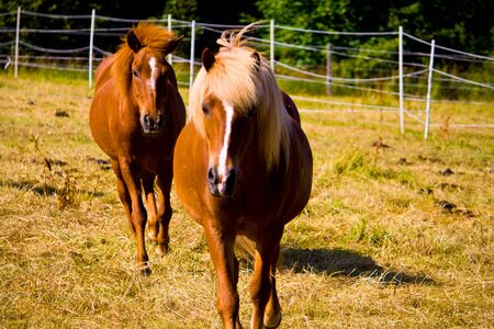 Icelandic horses in a meadow gallop towards the cameraman.の写真素材