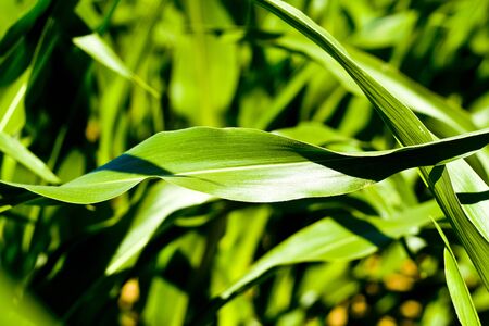 Green corn field at morning time in Bavaria, Germanyの写真素材