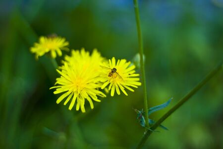Macro shot of a honey bee on dandelion