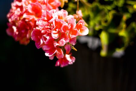 Bee sits on a red flower in the home garden and fetches nectar