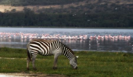 Zebra grazing near lakeshore with flamingos in backgroundの写真素材