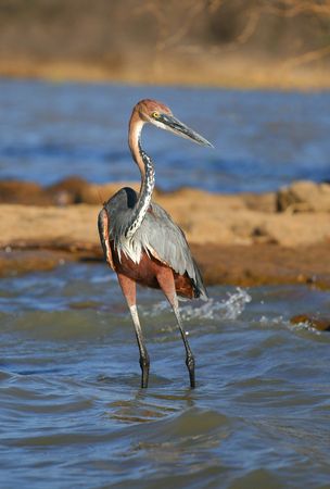 Goliath Heron standing in waterの写真素材