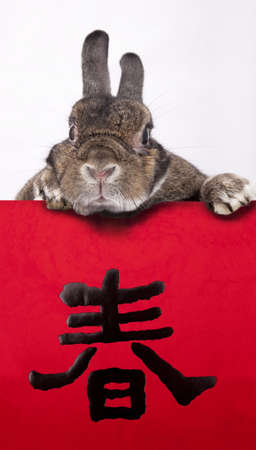 Rabbit celebrating 2011 chinese new year with chinese coupletsの写真素材