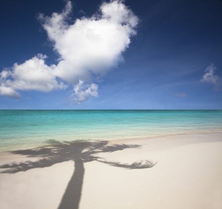 beautiful white sand beach and palm tree shadowの写真素材