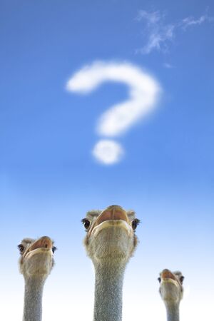 question and thinking  concept. ostrich watching question markの写真素材