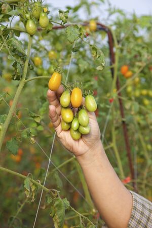 fresh tomato on tree farmer's hand holding itの写真素材