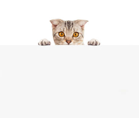 Pretty cat with blank boardの写真素材