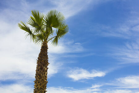 Green tree under blue sky and cloud backgroundの写真素材